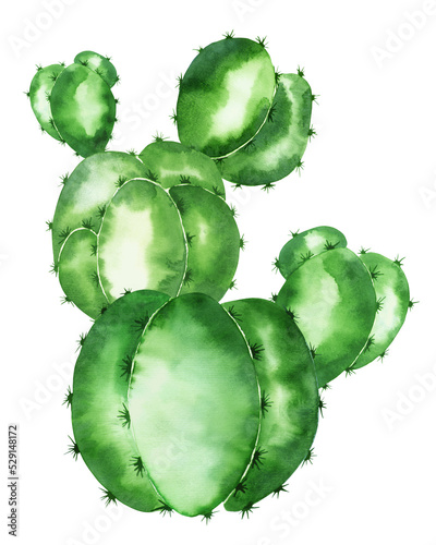 Watercolor succulent, cactus, isolated on a white background. Hand-drawn