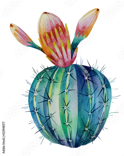 Watercolor succulent, cactus, isolated on a white background. Hand-drawn