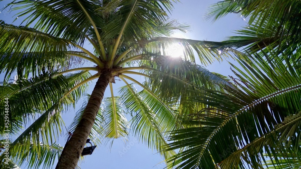 Fototapeta premium ハワイビーチのヤシの木と空と太陽