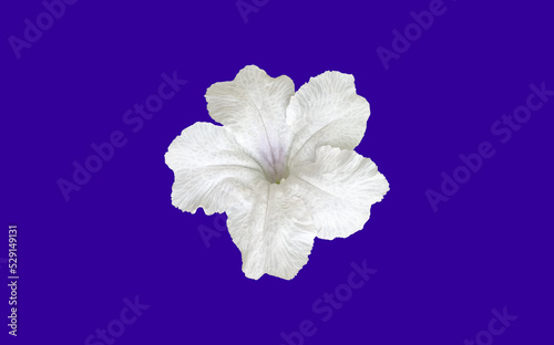 Isolated white ruellia flower with clipping paths. photo