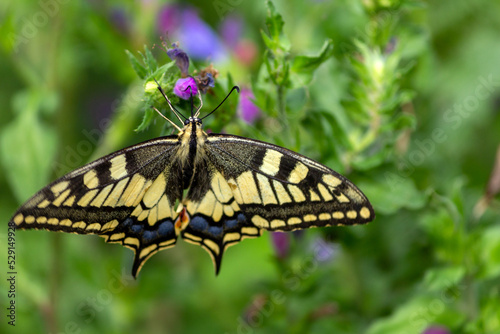 Mariposa (Papilio machaon) posada en una flor. Galicia.