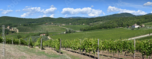 Beautiful landscape of Vineyards in Tuscany with blue sky. Chianti region in summer season. Harvest period, Italy.