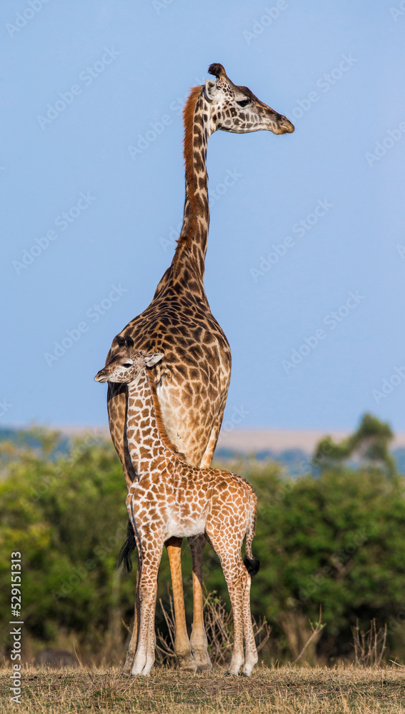 Obraz premium Female giraffe (Giraffa camelopardalis tippelskirchi) with a baby in savannah. Kenya. Tanzania. East Africa.