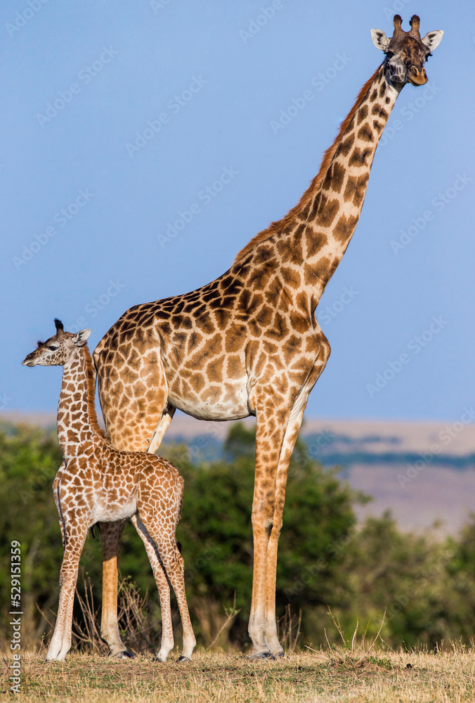 Fototapeta premium Female giraffe (Giraffa camelopardalis tippelskirchi) with a baby in savannah. Kenya. Tanzania. East Africa.