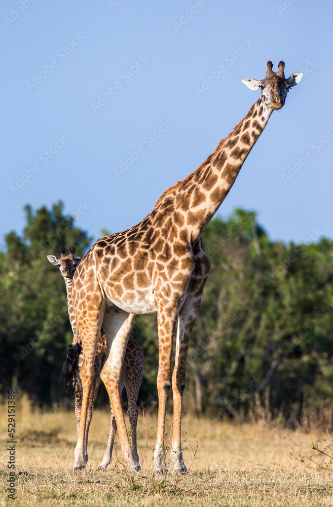 Obraz premium Female giraffe (Giraffa camelopardalis tippelskirchi) with a baby in savannah. Kenya. Tanzania. East Africa.