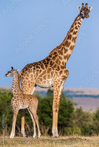 Female giraffe  Giraffa camelopardalis tippelskirchi  with a baby in savannah. Kenya. Tanzania. East Africa.