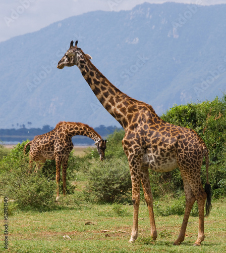 Two giraffes (Giraffa camelopardalis tippelskirchi) in savanna. Kenya. Tanzania. East Africa.