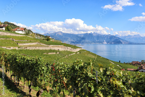 Chexbres - Lavaux vineyards on terraces, UNESCO World Heritage Site, Lake Geneva shore, Lac Leman. One of Switzerland's best-known and most fascinating wine-growing regions.