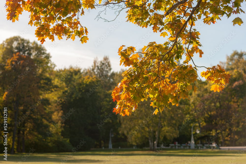 Naklejka premium landscape with maple leaves