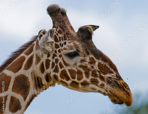 Portrait of a giraffe (Giraffa camelopardalis tippelskirchi). Kenya. Tanzania. East Africa.