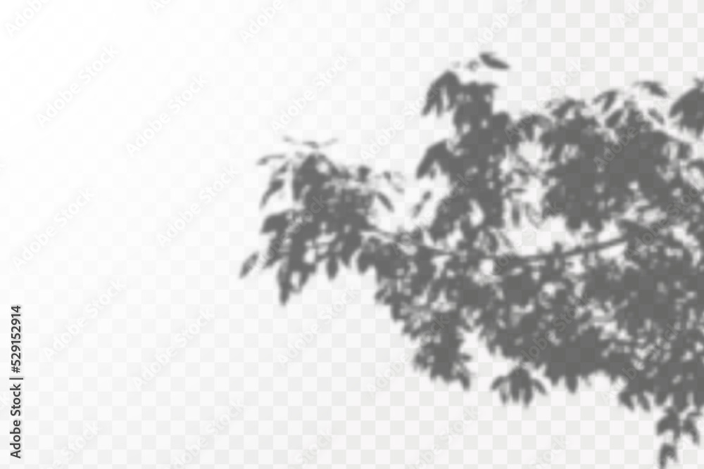 Fototapeta premium Realistic shadow tropical leaves and branches on transparent checkered background. The effect of overlaying shadows. Natural light layout.