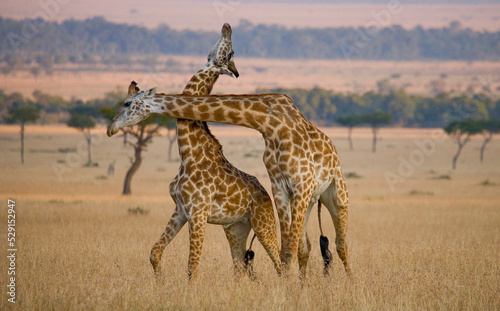 Photography Two giraffes (Giraffa camelopardalis tippelskirchi) are fighting each other in the savannah