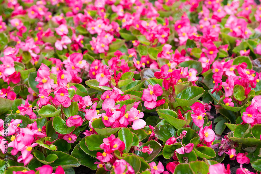 Blurred image of pink flowers in a flower bed on a sunny day. Blooming begonia.