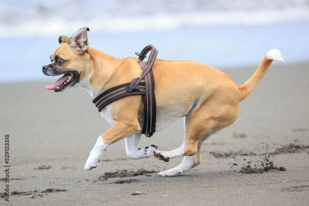 海で遊ぶ犬