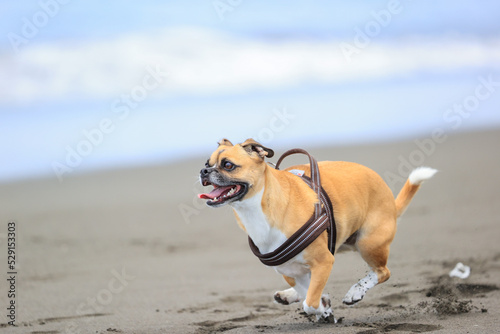 海で遊ぶ犬 © D maborosi