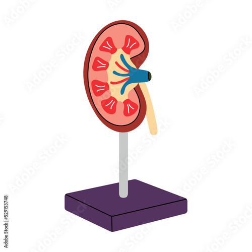 Anatomy of a human kidney on a stand in a simple flat line style. Cartoon vector model of internal organ, illustration on medicine, biology, physiology. Health, urinary system, isolated, health, body.