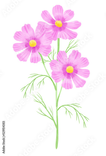                                              pink cosmos painted by watercolor