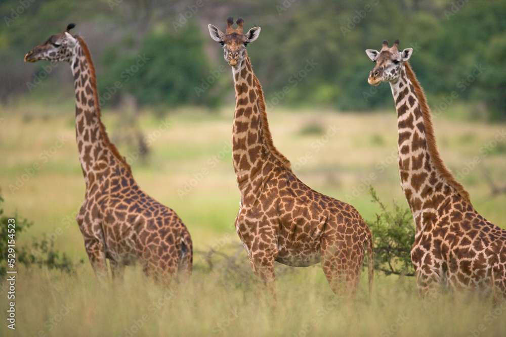 Group of giraffes (Giraffa camelopardalis tippelskirchi) in the savanna. Kenya. Tanzania. East Africa. Group of giraffes (Giraffa camelopardalis tippelskirchi) in the savanna. Kenya. Tanzania. East Africa.