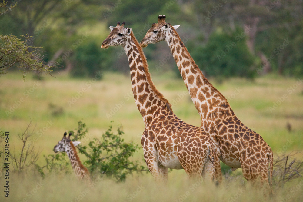 Group of giraffes (Giraffa camelopardalis tippelskirchi) in the savanna. Kenya. Tanzania. East Africa. Group of giraffes (Giraffa camelopardalis tippelskirchi) in the savanna. Kenya. Tanzania. East Africa.