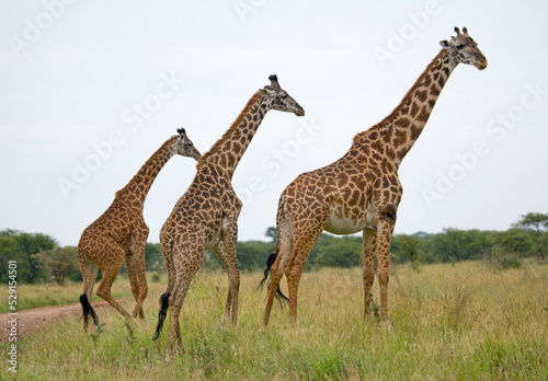 Group of giraffes (Giraffa camelopardalis tippelskirchi) in the savanna. Kenya. Tanzania. East Africa.