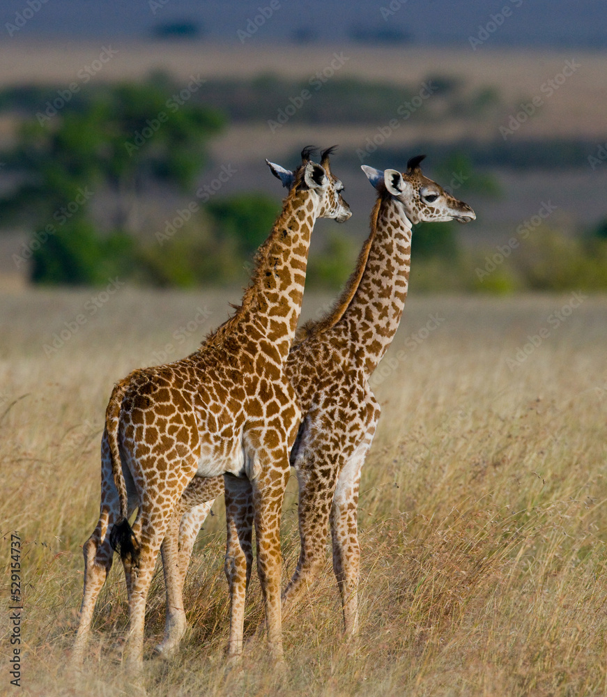 Obraz premium Two baby giraffes (Giraffa camelopardalis tippelskirchi) in savanna. Kenya. Tanzania. East Africa.