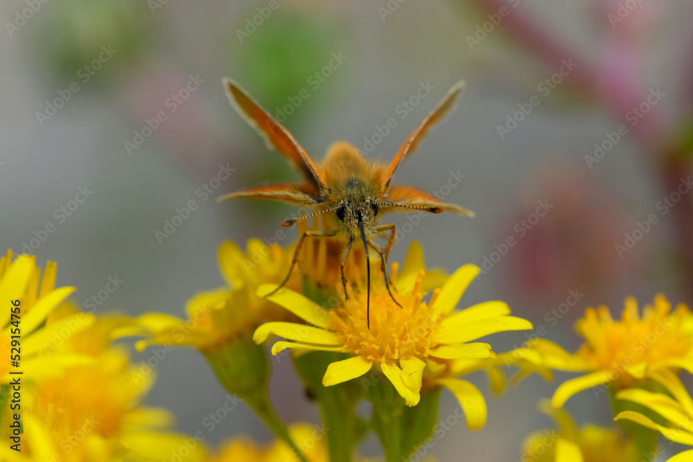 Skipper butterfly sipping nectar from a yellow flower. Natural bokeh background. Skipper butterfly sipping nectar from a yellow flower. Natural bokeh background.
