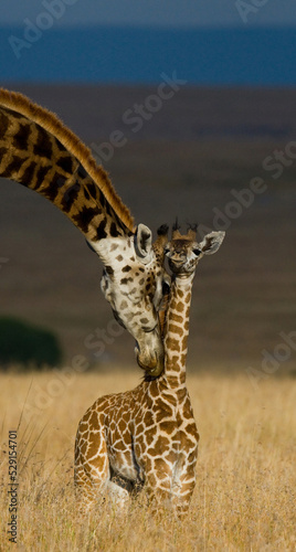 Female giraffe (Giraffa camelopardalis tippelskirchi) with a baby in savannah. Kenya. Tanzania. East Africa.