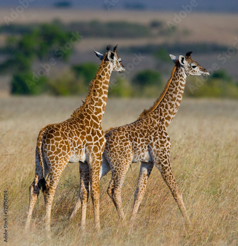 Two baby giraffes  Giraffa camelopardalis tippelskirchi  in savanna. Kenya. Tanzania. East Africa.