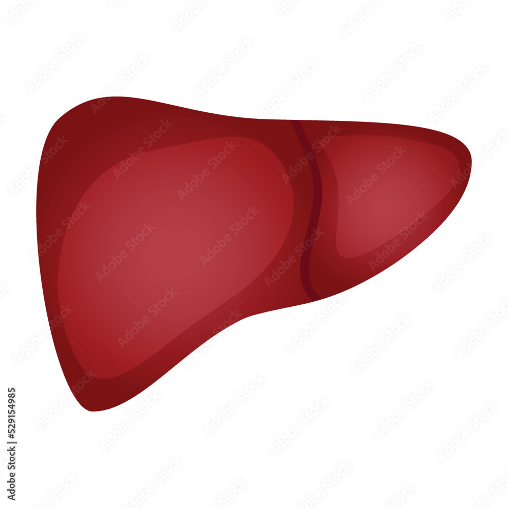 Liver anatomy structure human organ illustration. Liver anatomy structure human organ illustration.