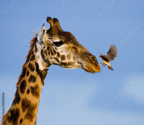Portrait of a giraffe (Giraffa camelopardalis tippelskirchi)  with a oxpeckers. Kenya. Tanzania. East Africa.