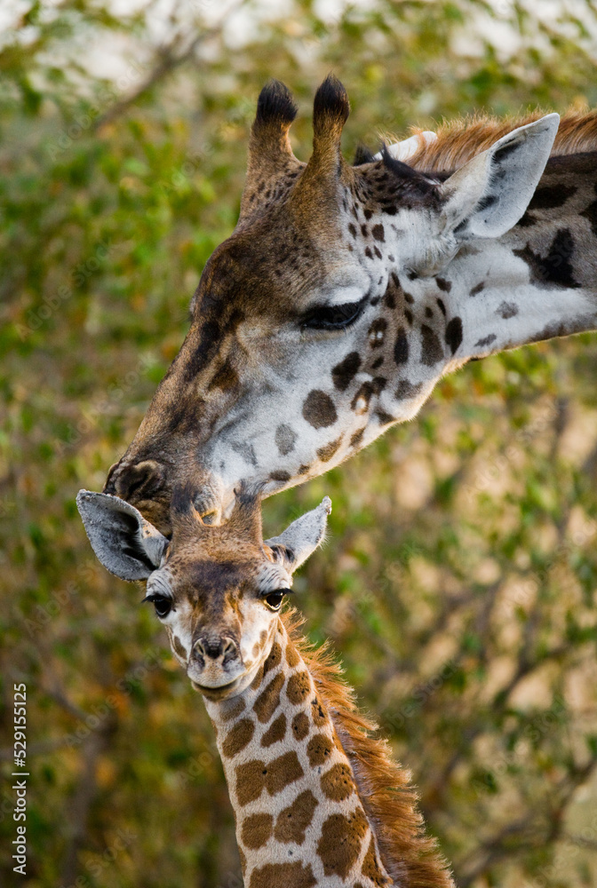 Fototapeta premium Female giraffe (Giraffa camelopardalis tippelskirchi) with a baby in the savannah. Kenya. Tanzania. East Africa.
