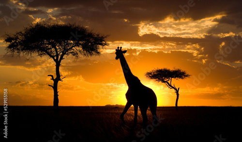 Giraffe  Giraffa camelopardalis tippelskirchi  on the background of a beautiful sunset. Kenya. Tanzania. East Africa.
