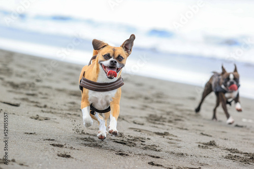 Fototapeta Naklejka Na Ścianę i Meble -  海岸を走る犬たち