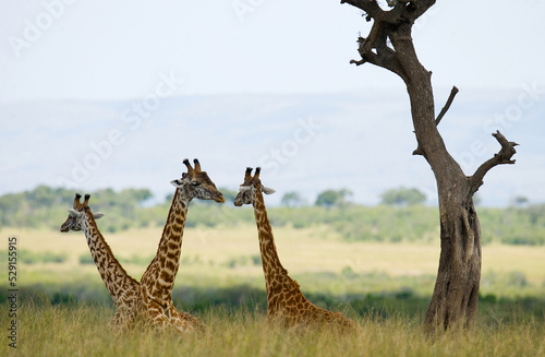 Group of giraffes  Giraffa camelopardalis tippelskirchi  are lying down on the grass and resting in the savannah. Kenya. Tanzania. East Africa.