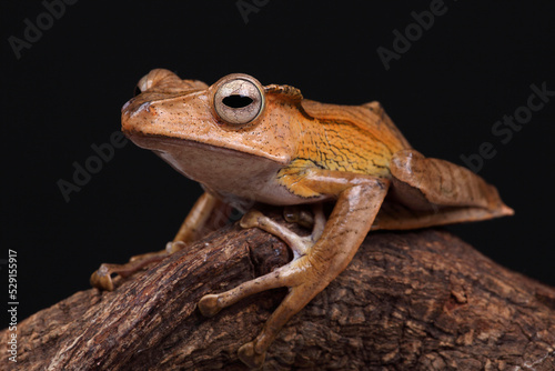 A portrait of a Borneo Eared Tree Frog on a branch
