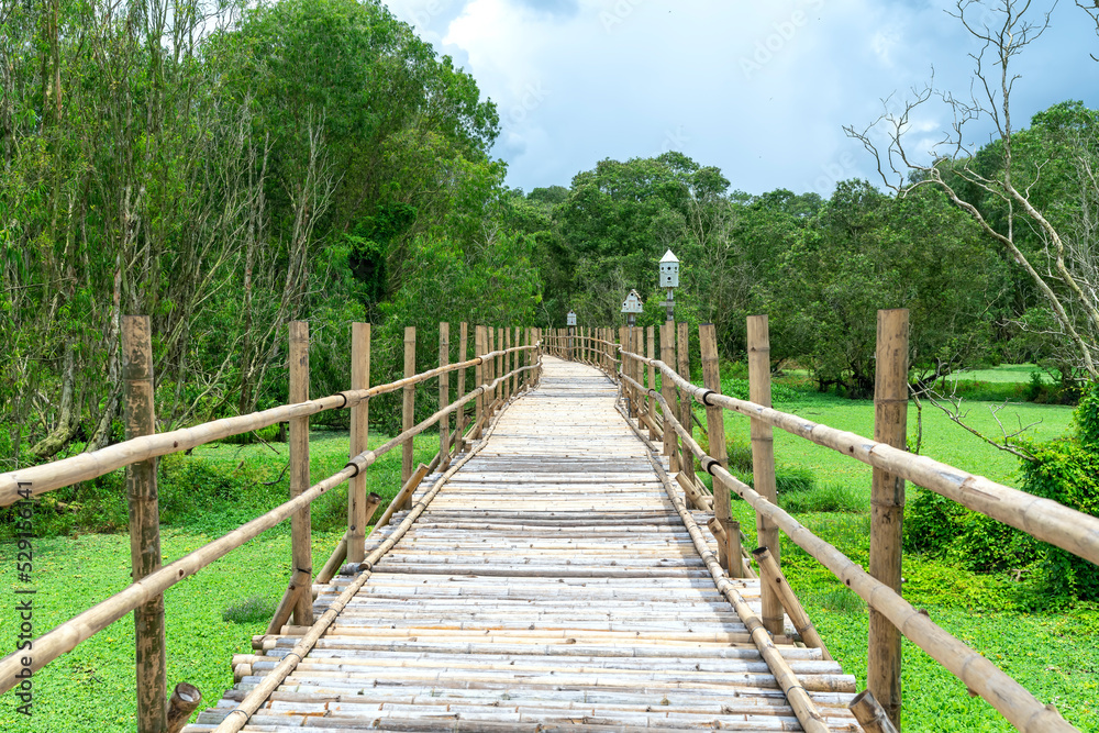 The wooden bridge leading to the Melaleuca forest covered with green peaceful and cool in the Mekong Delta, Vietnam