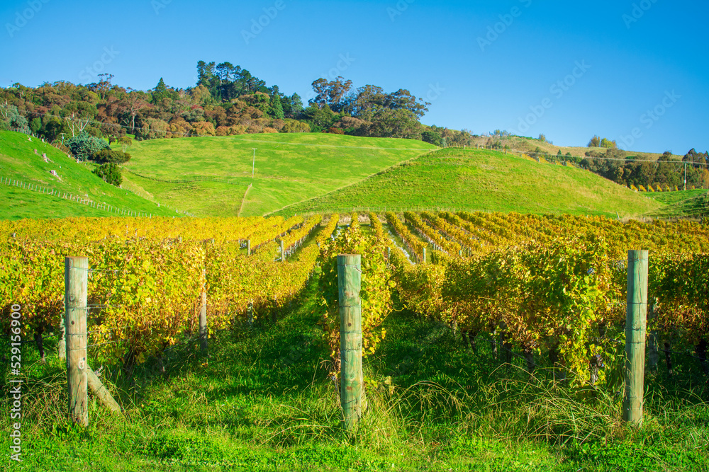 Fototapeta premium Rows of grapevines with leaves turning yellow. Autumn in Hawke's Bay vineyard, New Zealand