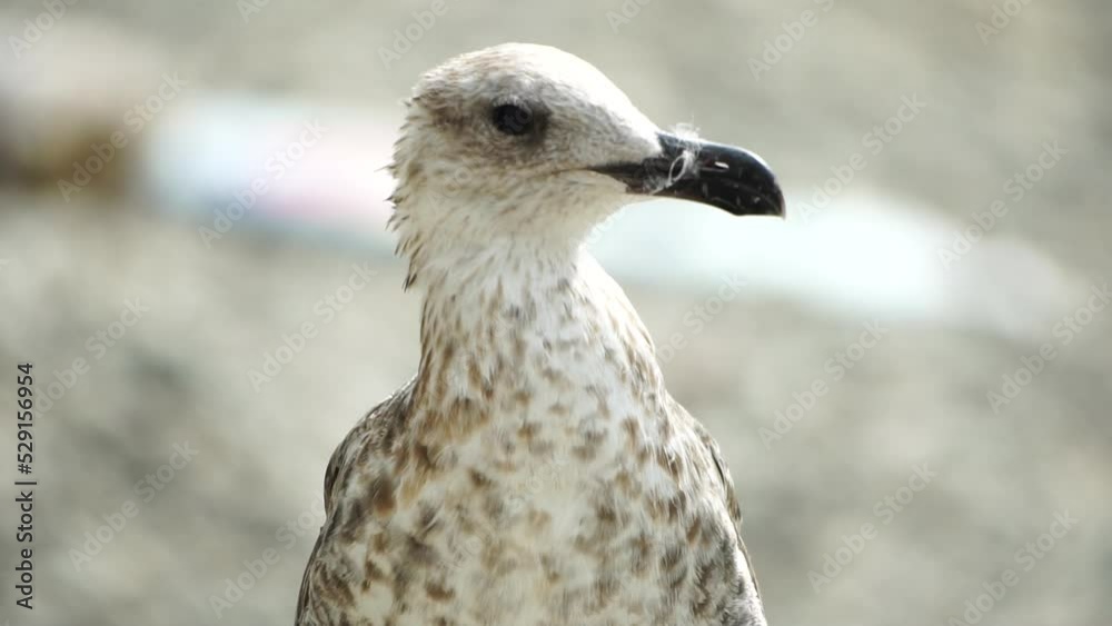 Seagull on the background of the sea close-up. A young seagull stands on the seashore and turns its head. Seagull on the background of the sea close-up. A young seagull stands on the seashore and turns its head.