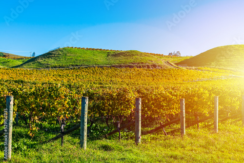 Autumn vineyeard during golden hour sunset with green rolling hills in the background. Hawke's Bay, New Zealand
