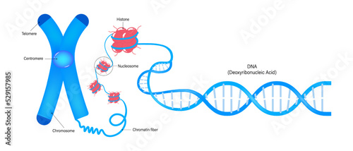 Diagram of Chromosome, Histone and DNA(Deoxyribonucleic Acid). Vectors for the study of genetics. Genome sequence.