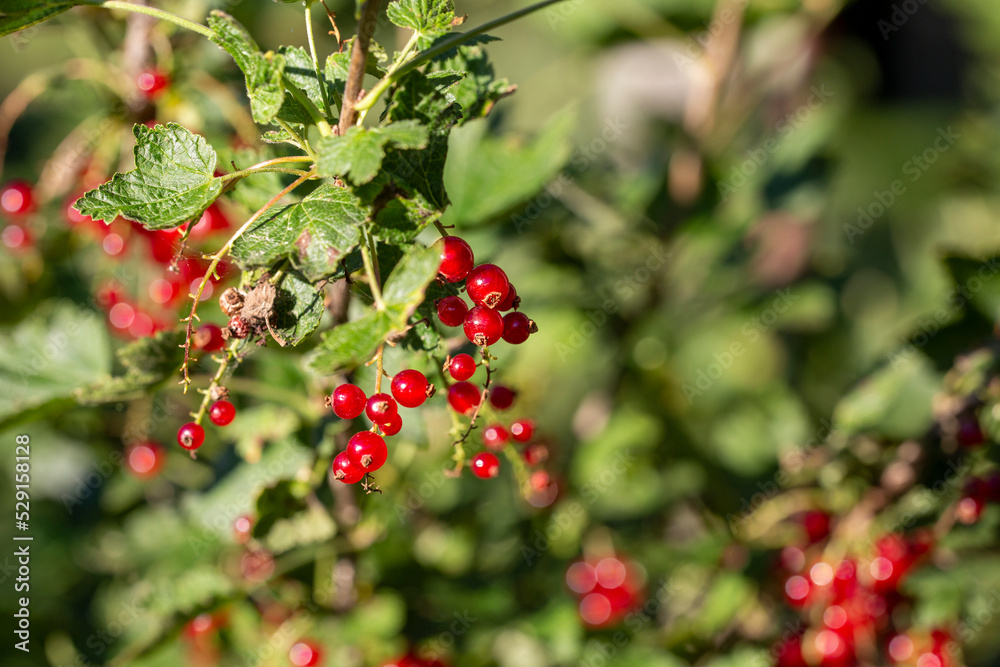 Fototapeta premium Redcurrant berries in the sunlight, fresh and healthy vitamins from the backyard.