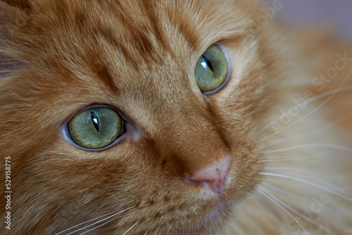 Closeup of an orange tabby cat face