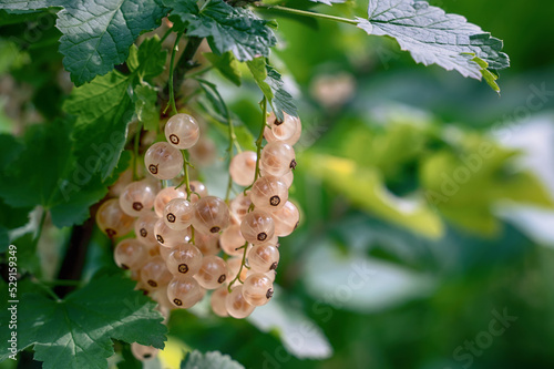 Clusters of ripe white currants Ribes niveum hang on a bush in the sunlight. Healthy food concept. Growing plants and berries in the garden. berries of white currant as a nutrition with vitamins  photo