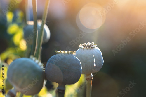 Photography Opium poppy heads, close-up