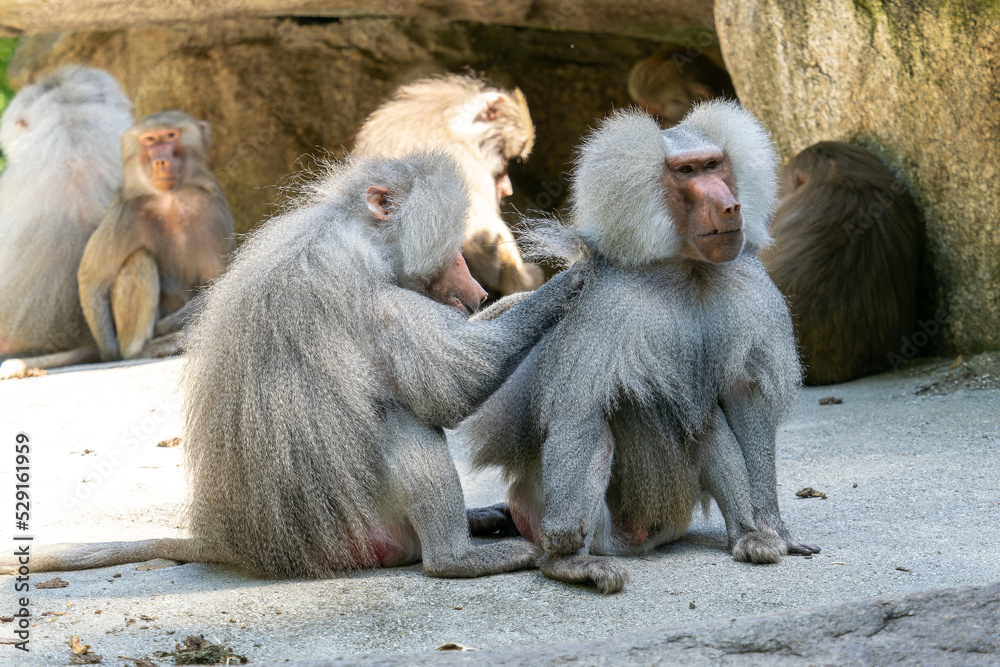 The hamadryas baboon, Papio hamadryas is a species of baboon The hamadryas baboon, Papio hamadryas is a species of baboon