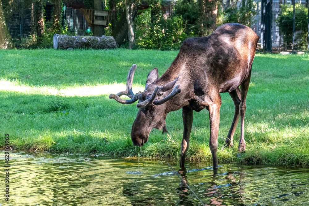 European Moose, Alces alces, also known as the elk European Moose, Alces alces, also known as the elk