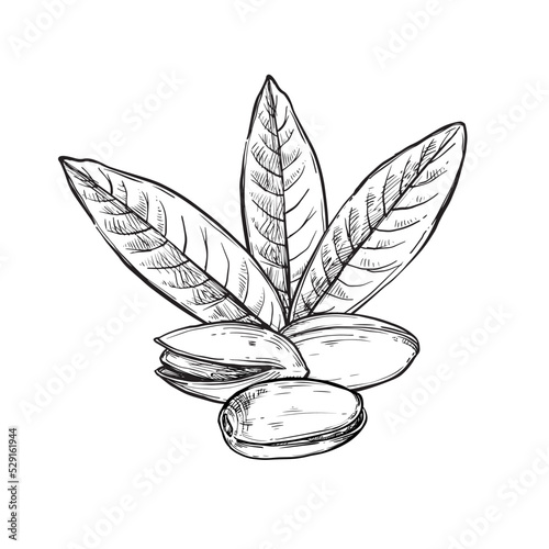 Pistachio vector isolated on white background. Engraved vector illustration of leaves and nuts of pistachio.