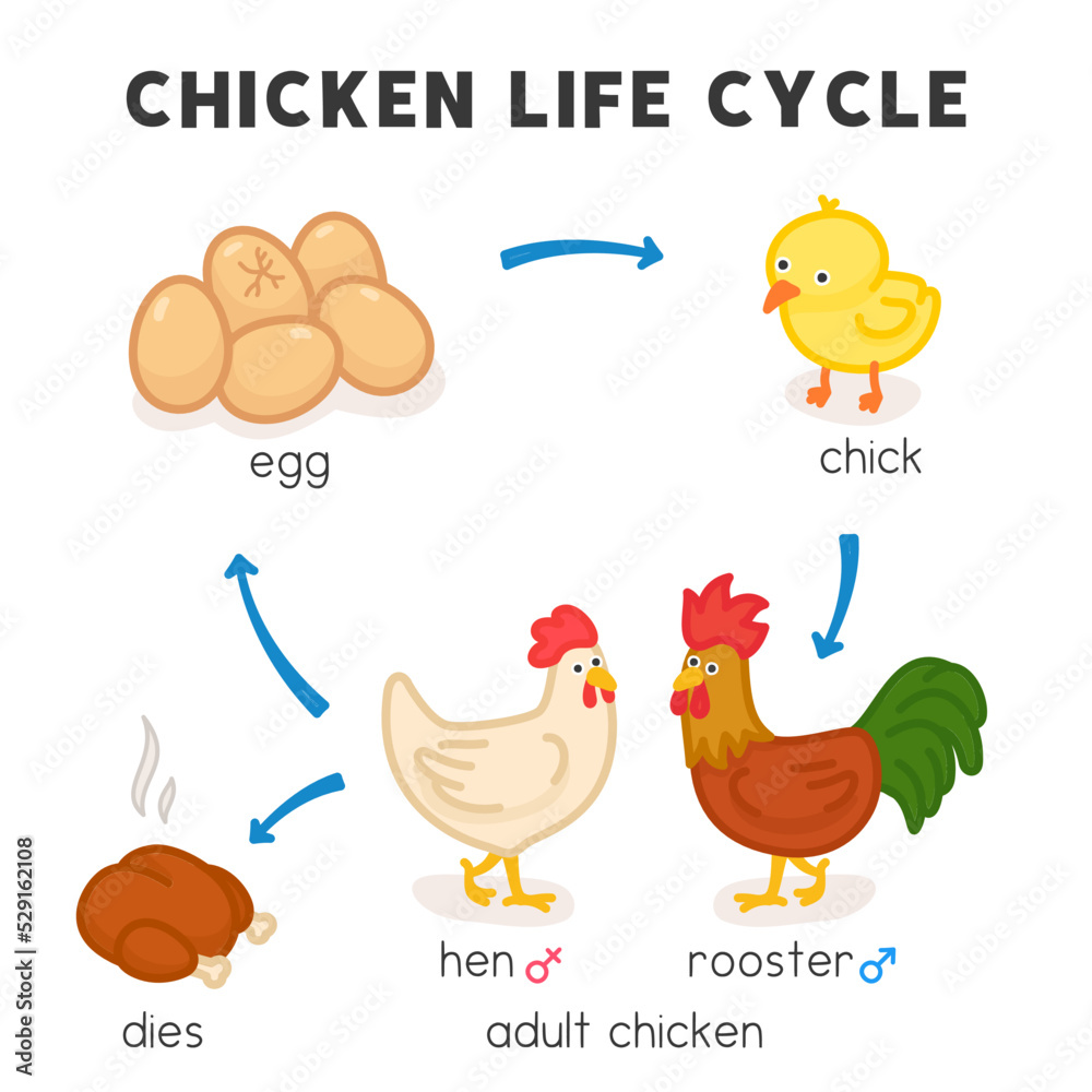 chicken life cycle diagram chart in science subject kawaii doodle vector cartoon