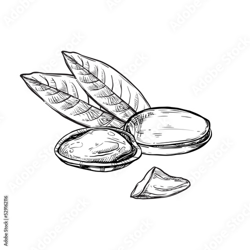 Pistachio vector isolated on white background. Engraved vector illustration of leaves and nuts of pistachio.