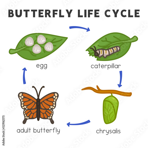 butterfly life cycle diagram chart in science subject kawaii doodle vector cartoon